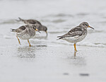 BB 13 0643 / Calidris maritima / Fjæreplytt